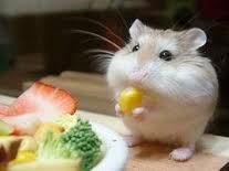 hamster eating salad