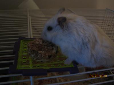My pet hamster, Cotton, loves it!