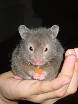 My hamster, Burton, eating salad fantasy