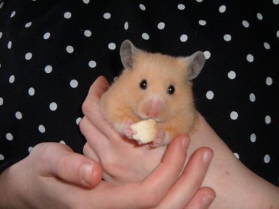 my hamster enjoying Bread Bananza